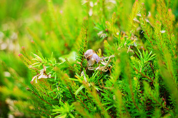 Small garden snail crawling on green foliage in close-up © dimas830