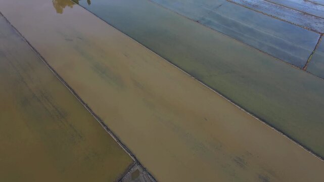 Contrast Of Muddy And Clear Water In Flooded Rice Fields