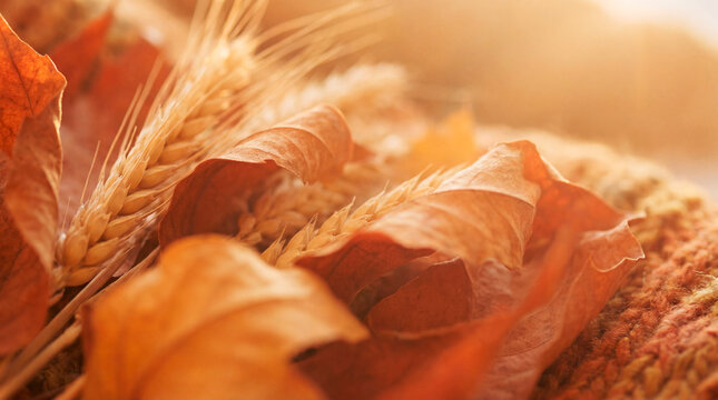 Close up dried autumn leaves and golden wheat ears in warm sunlight for cozy fall background