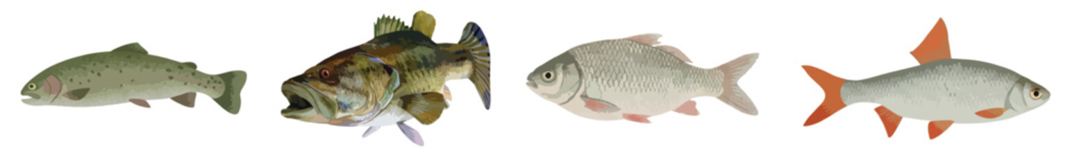 Freshwater Fish Vector Set, Largemouth Bass and Carp Collection Isolated on White Background © Elementa Design