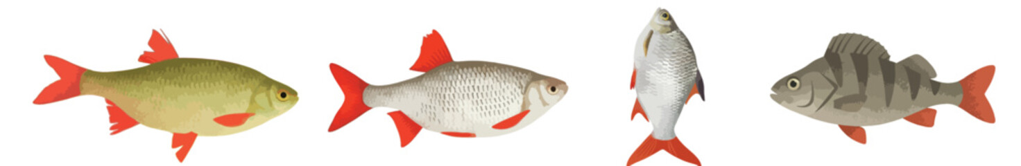 Freshwater Fish Vector Set, Largemouth Bass and Carp Collection Isolated on White Background © Elementa Design