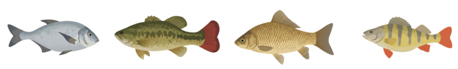 Freshwater Fish Vector Set, Largemouth Bass and Carp Collection Isolated on White Background © Elementa Design