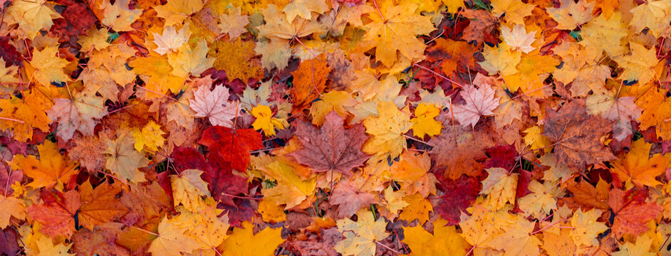 Beneath my feet lies an endless expanse of autumn-hued leaves.