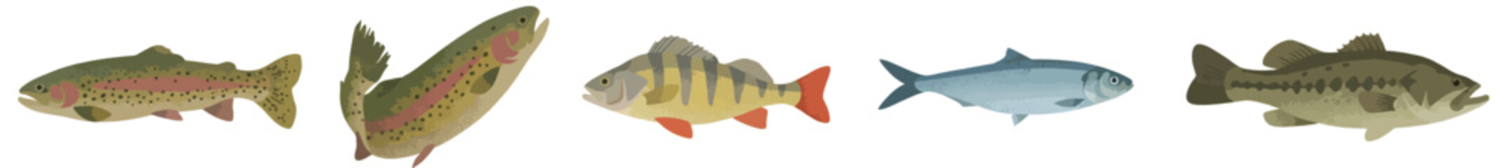 Freshwater Fish Vector Set, Largemouth Bass and Carp Collection Isolated on White Background © Elementa Design