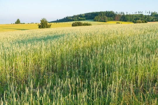 Green wheat field transitioning from late spring growth to early summer ripening