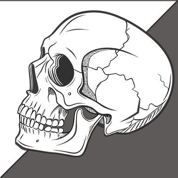 Detailed vector illustration of a human skull in profile view, artistic anatomical drawing