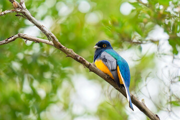 Fototapeta premium Surucua Trogon (Trogon surrucura) perched on a branch in Atlantic Forest ( Mata Atlântica), São Paulo, Rio de Janeiro, Brazil.