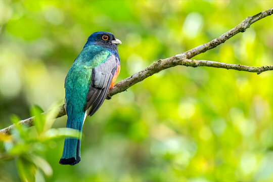 Surucua Trogon (Trogon surrucura) perched on a branch in Atlantic Forest ( Mata Atl&acirc;ntica), S&atilde;o Paulo, Rio de Janeiro, Brazil.