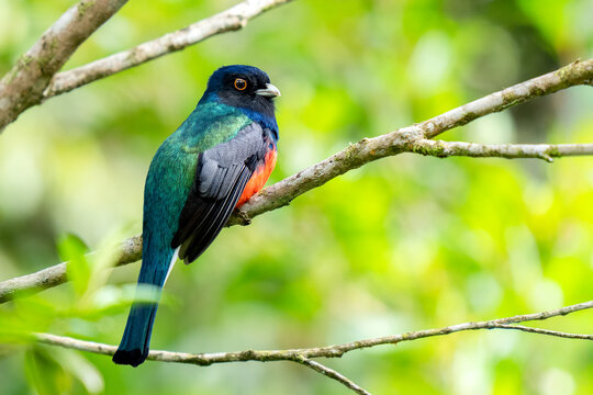 Surucua Trogon (Trogon surrucura) perched on a branch in Atlantic Forest ( Mata Atl&acirc;ntica), S&atilde;o Paulo, Rio de Janeiro, Brazil.