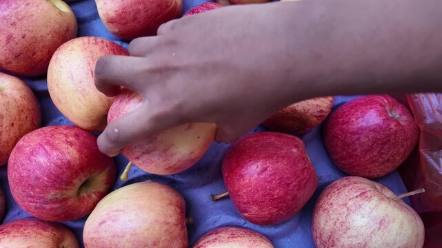 Red apples are in boxes at supermarket. Girl takes red apple, examines it  , fresh apples