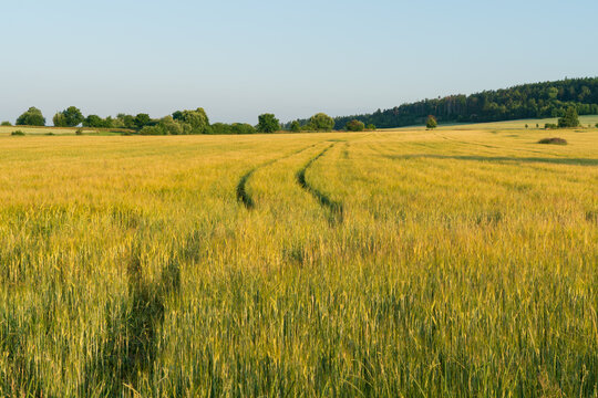 Vibrant agricultural landscape featuring a green and golden cereal crop field 