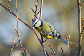Isolated close-up of a beautiful blue tit on a branch in the evening light looking at you   Cyanistes caeruleus © David Daniel