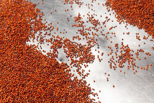 Raw ragi finger millet grains spread in a tray with selective focus