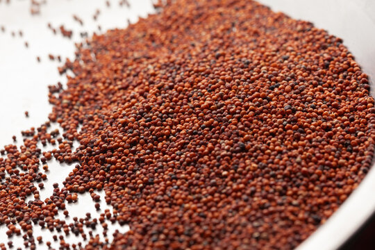 Raw ragi finger millet grains spread in a tray with selective focus