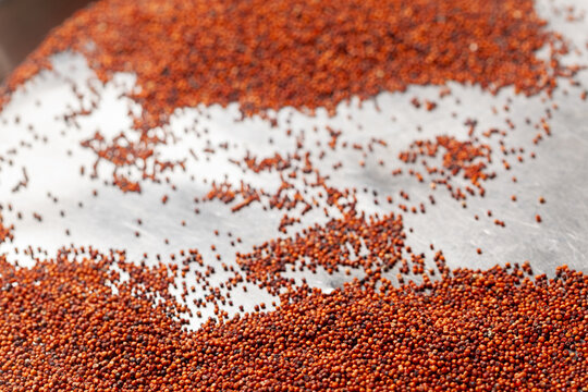 Raw ragi finger millet grains spread in a tray with selective focus