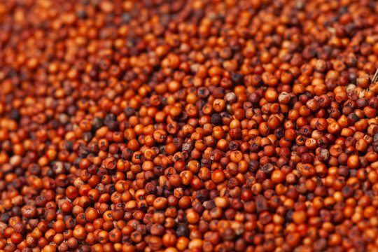 Close up of ragi (finger millet) grain texture background