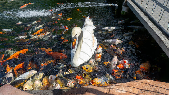 Graceful white swan swimming among a large school of colorful koi fish in a pond