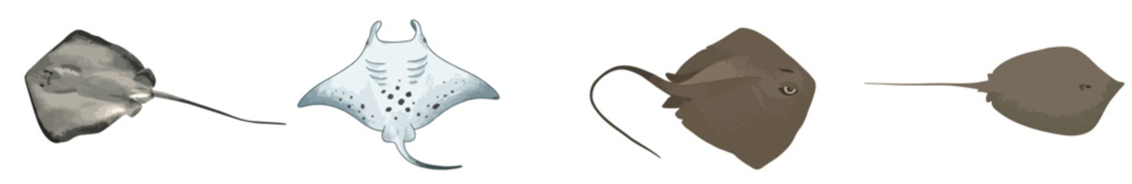 Stingray and Manta Ray Vector Illustration Set, Marine Life Sea Fish Collection Isolated on White Background