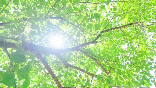 逆光の太陽が緑の葉と樹木を照らす自然環境の風景