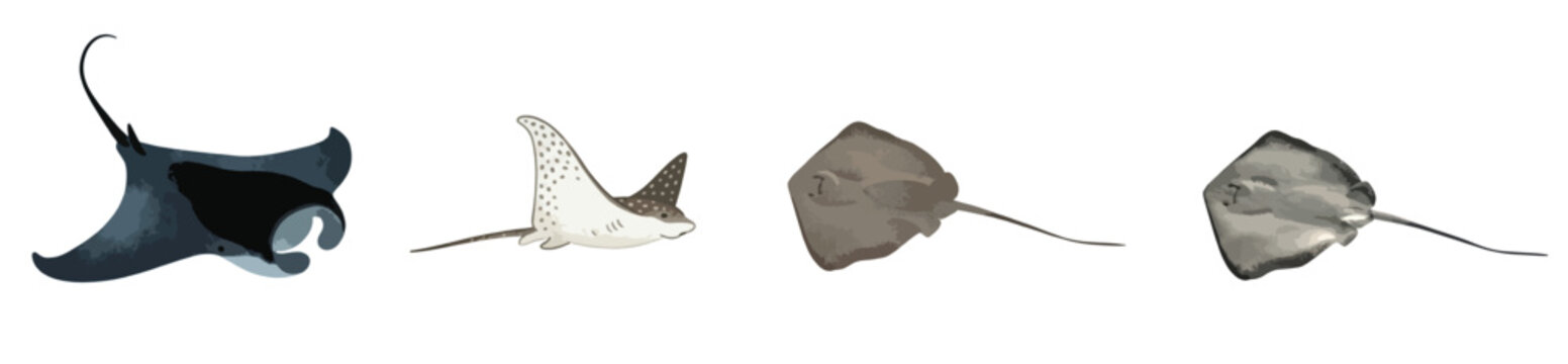 Stingray and Manta Ray Vector Illustration Set, Marine Life Sea Fish Collection Isolated on White Background