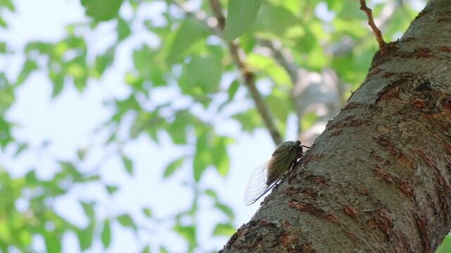 木にとまるクマゼミ 日本の夏を感じる自然風景