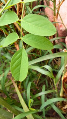 Close up view of green compound leaves on plant stem growing over grass and soil in natural garden environment © Art World