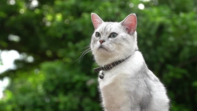 Cute silver shaded cat turns to look at camera and then turns back