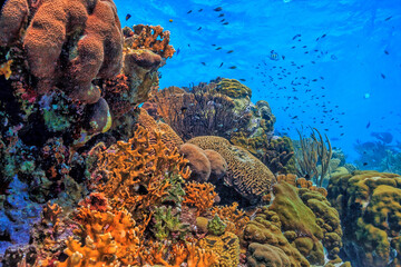Caribbean coral garden, underwater roatan © John Anderson