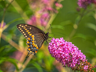 Fototapeta premium Common buckeye butterfly