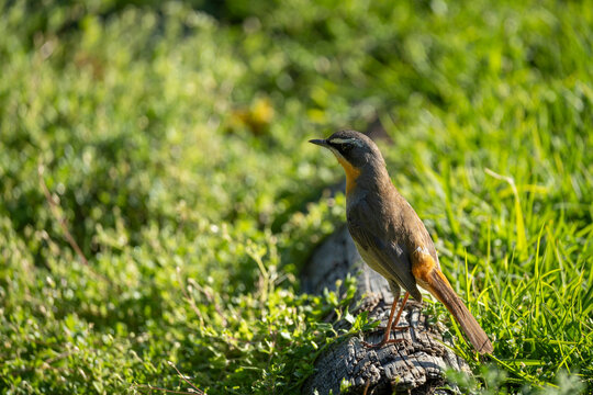 Cape robin-chat (Dessonornis caffer) perched on a weathered log in a garden at Betty's Bay on South Africa's Whale Coast, showcasing a colourful endemic songbird in its natural habitat.