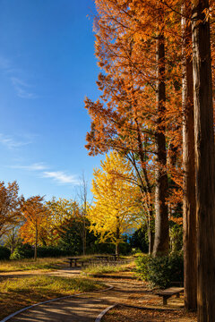 Beautiful autumn public park path under clear blue sky with colorful foliage trees