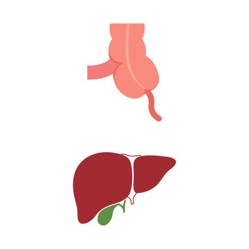 Vector illustration of human internal organs showing appendix and liver isolated on white