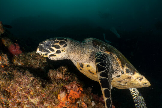 Hawksbill sea turtle swimming by coral reef in aliwal shoal