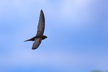 Jerzyk (Apus apus) © Grzegorz