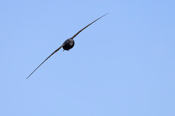 Jerzyk (Apus apus) © Grzegorz