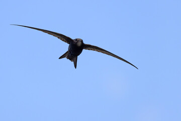Jerzyk (Apus apus) © Grzegorz