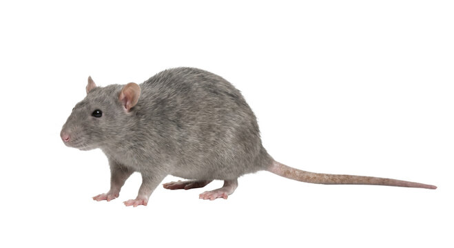 A grey rat stands alert on a white background, its fur detailed