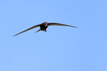 Jerzyk (Apus apus) © Grzegorz