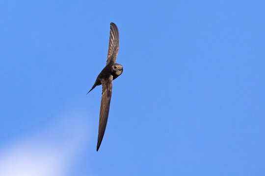 Jerzyk (Apus apus)