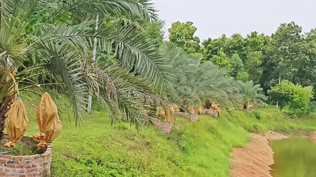 Row of Date Palm Trees with Protected Wrapped Bunches in Plantation.
