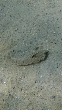 Female Dragonet fish lying on sand then quickly turns around and swims among many small hermit crabs running around the sandy bottom, Slow motion, Marine life in sandy shallows