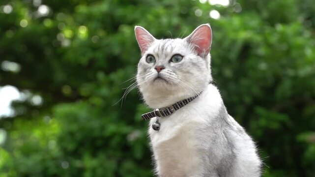 Beautiful silver shaded cat looking directly at camera outdoors in the garden.