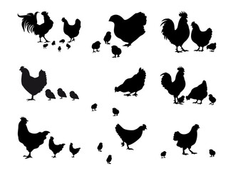 Chicken Family Silhouette Vector Set with Rooster Hen and Chicks Isolated on White Background © hafiz