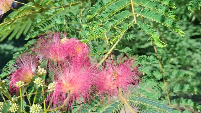 Bee (Apis mellifera) foraging on vibrant pink flowers of a silk tree (Albizia julibrissin)