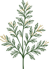 Fototapeta premium Delicate botanical illustration of a leafy sprig with slender stems and fine foliage.