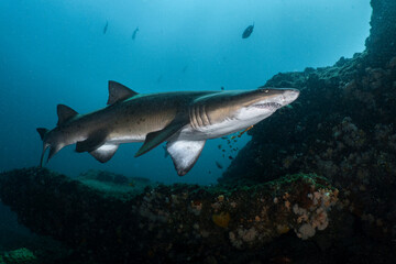 Fototapeta premium Sand tiger shark swimming along coral reef underwater