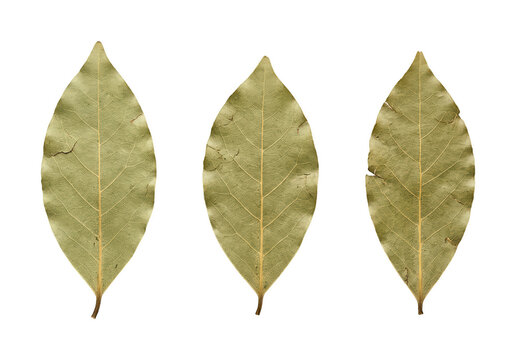 Aromatic bay leaf png Dried bay leaf png Natural bay leaf cutout Culinary bay leaf png Herbal bay isolated transparent background image