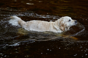 Golden Retriever dog swimming in water, pet cooling down outdoors. Active dog paddling in river lake surface. Animal welfare, summer activity, canine health, swimming pet exercise, outdoor leisure  © A-Quantix