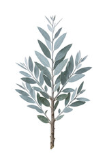 Fototapeta premium Elegant silvery branch png Rustic botanical branch png Sage green branch png Minimalist plant isolated transparent background image