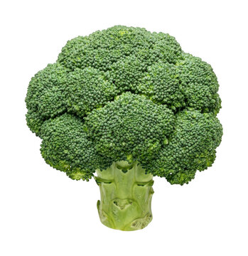 Fresh broccoli png Green broccoli cutout Raw broccoli png Organic broccoli cutout Healthy broccoli isolated transparent background image